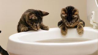 Two kittens peering into toilet bowl