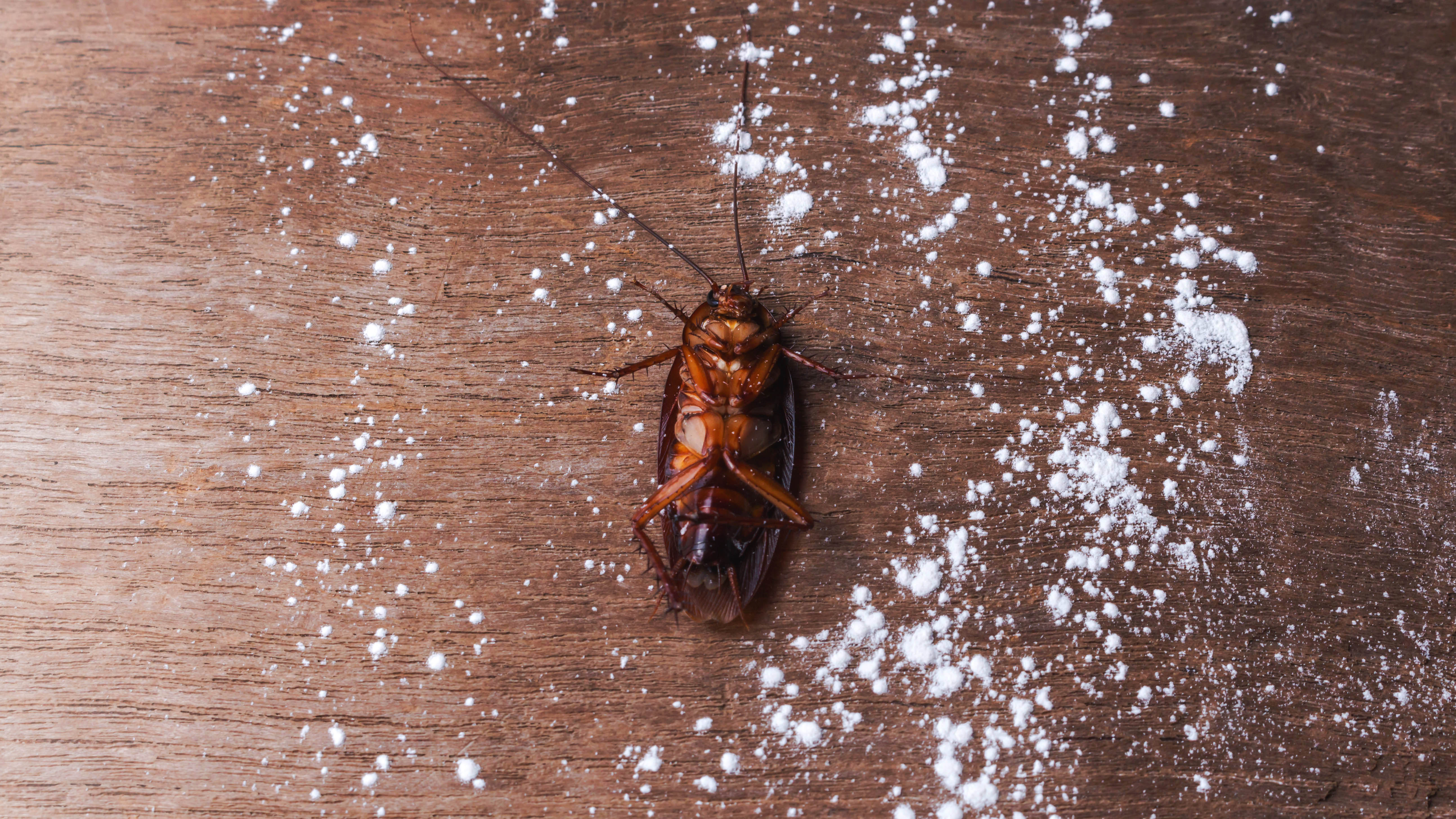 Cockroach killed by insecticide