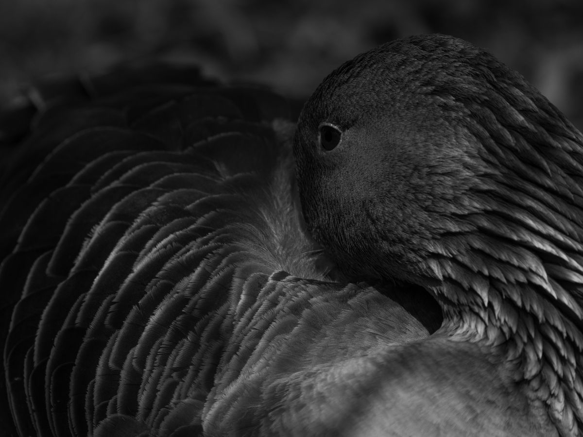 Bird at Slimbridge Wetland Centre black and white close-up