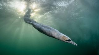 Underwater view of a Northern Gannet swimming through green water toward the camera, with sunlight filtering from the surface.
