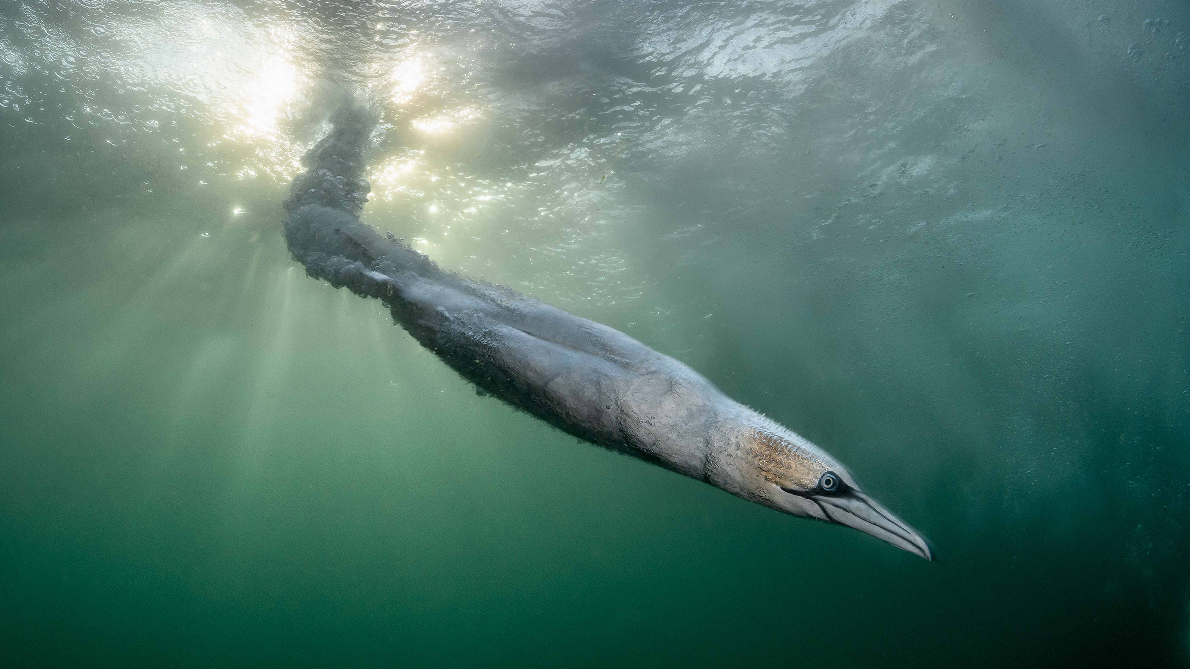 Underwater view of a Northern Gannet swimming through green water toward the camera, with sunlight filtering from the surface.