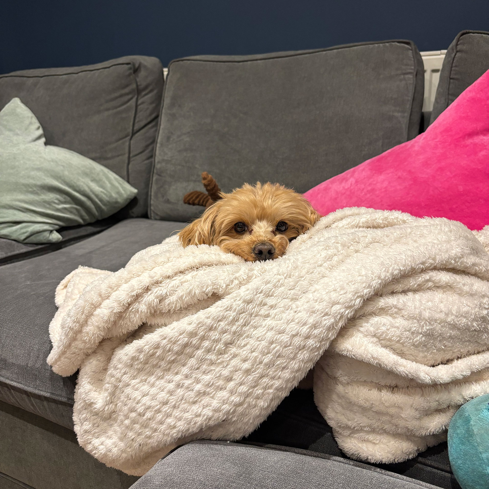 Golden maltipoo dog resting head on cream throw on top of grey sofa
