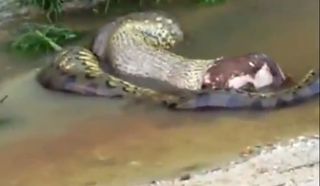 green anaconda eating