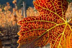 oregon pinot noir