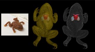 CT scan of Alytes species of toad with specimen photo on its left.