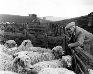 Old man in 1966 with sheep