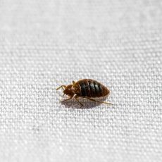 Bed bug