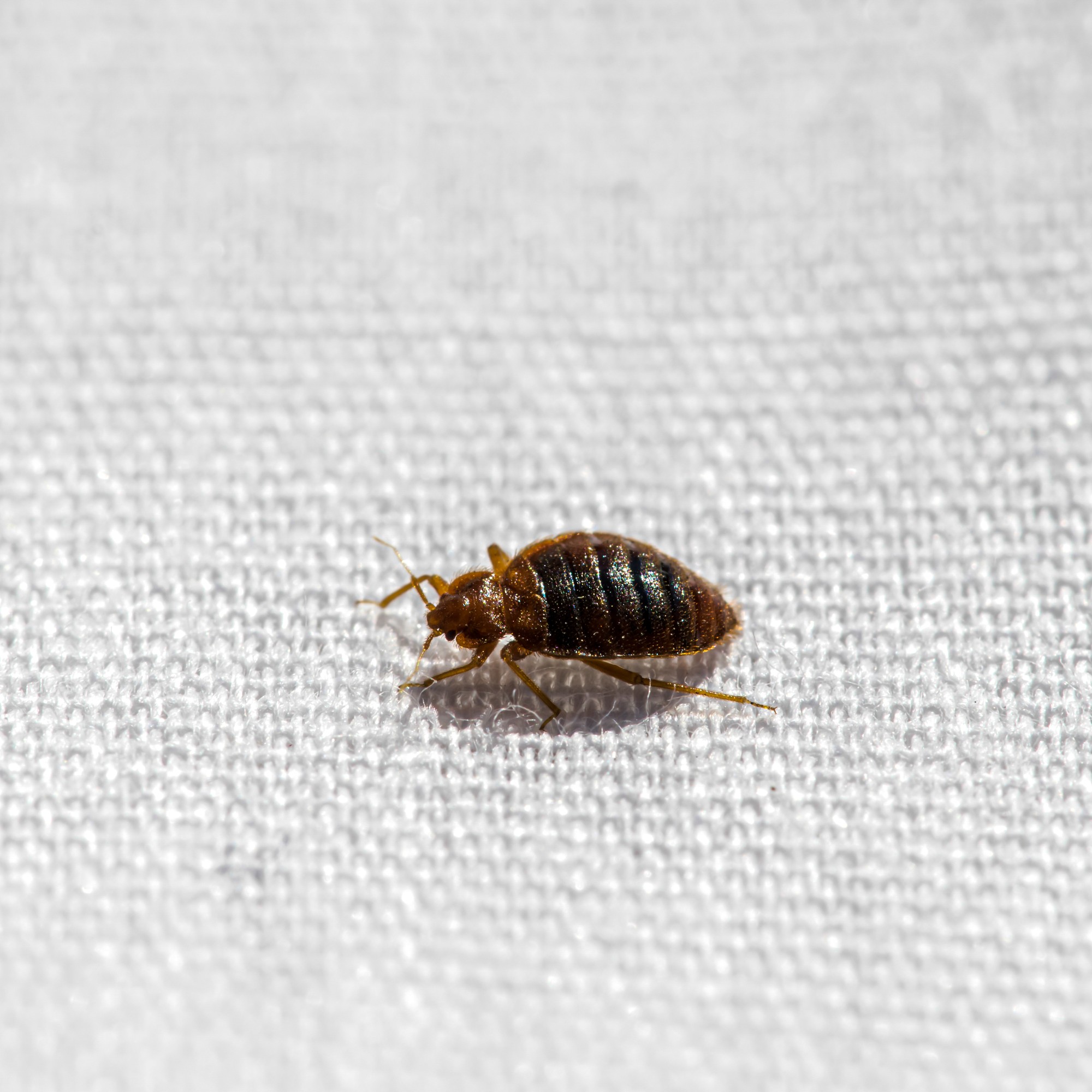 Does steam cleaning kill bed bugs? Experts advise Ideal Home