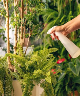 A white person misting an indoor fern in a container alongside a potted tree