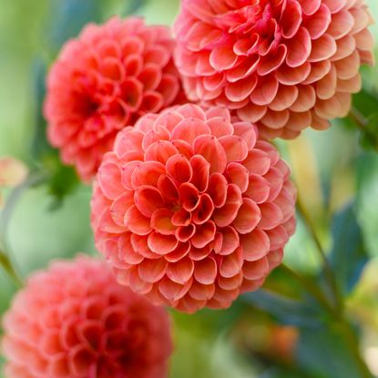 Beautiful pastel colored dahlias in fall