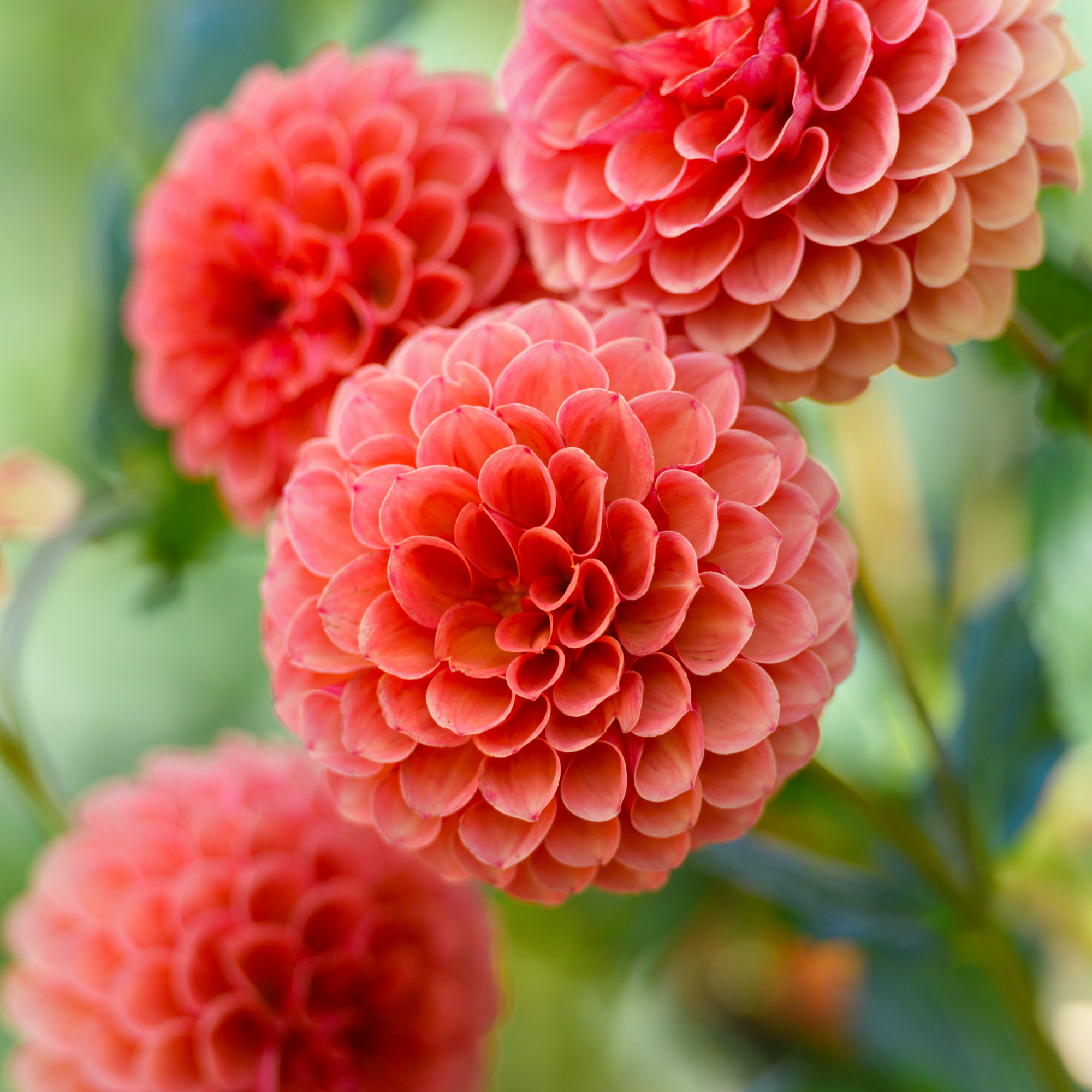 Beautiful pastel colored dahlias in fall
