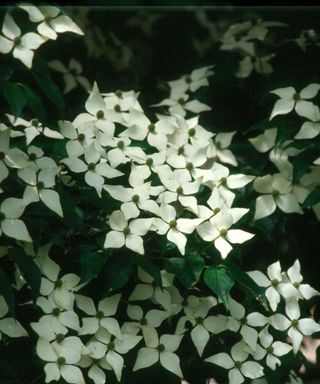 Kousa dogwood Cornus kousa