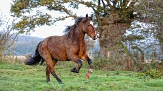 Muddy bay horse cantering in field