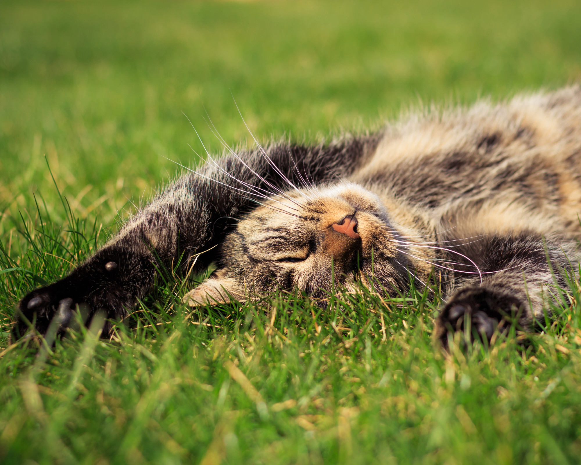 cat asleep in a garden