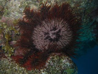 Crown of thorns starfish was the last existential threat to the GBR.