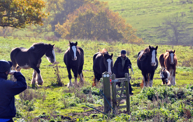 Shires3