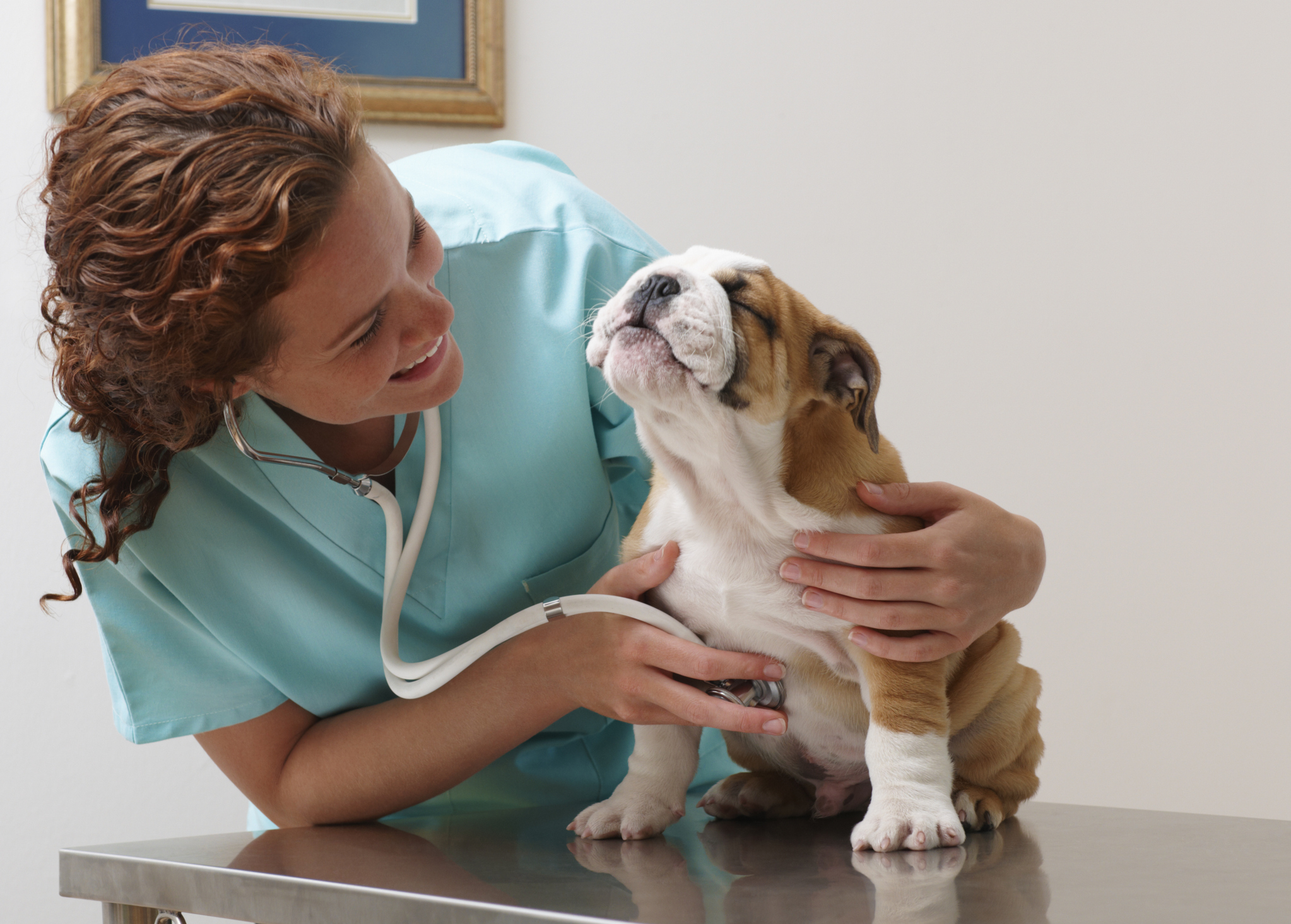 A vet listens to the heart and lungs of an English bulldog.