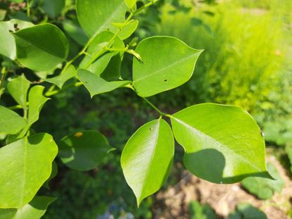 Dalbergia Sissoo Tree