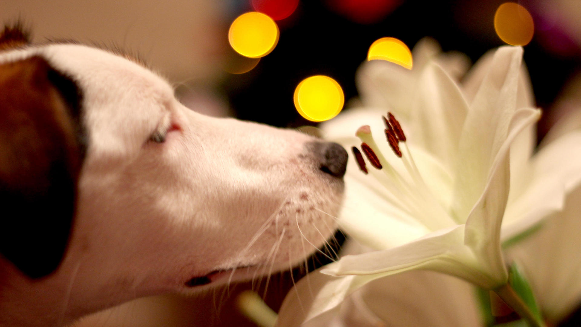 Dog sniffing lily