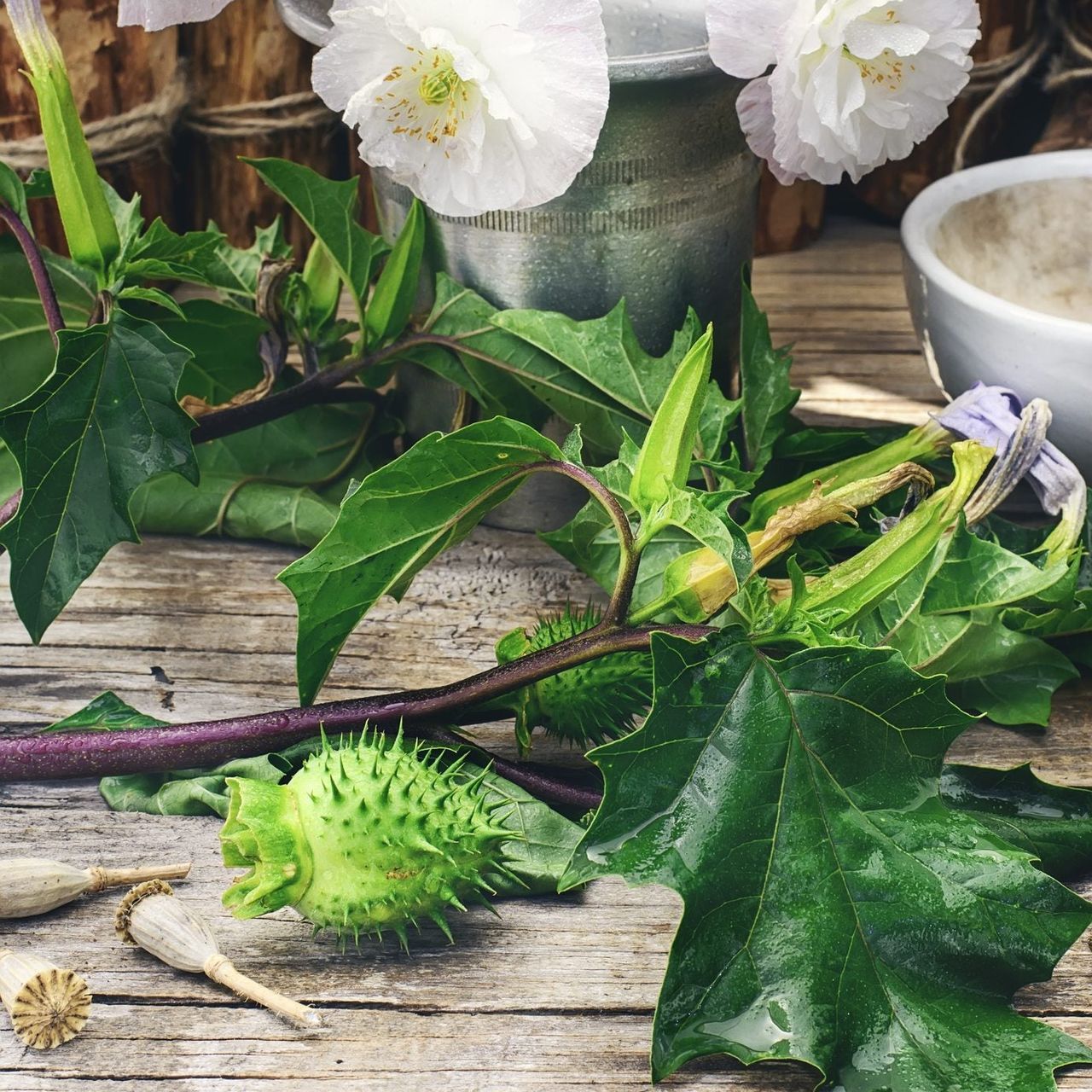 Poisonous Plants On Wooden Deck