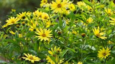 perennial sunflowers in bloom
