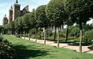 Avenue of small lollipop clipped trees either side of a wide gravel path in grounds of Hatfield House