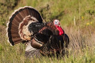 Wild Turkey