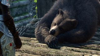 A bear sleeps peacefully