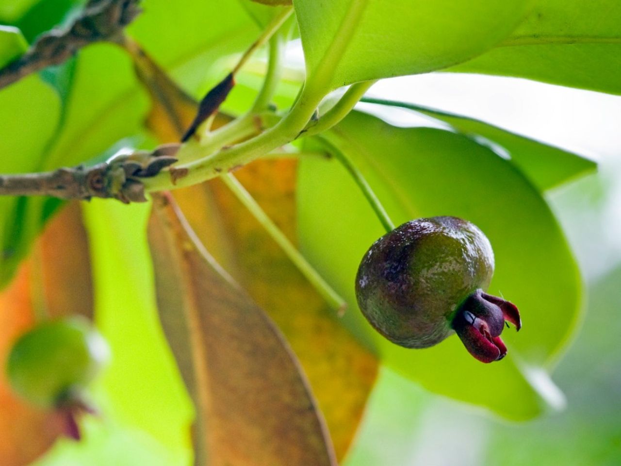 Grumichama Cherry Tree