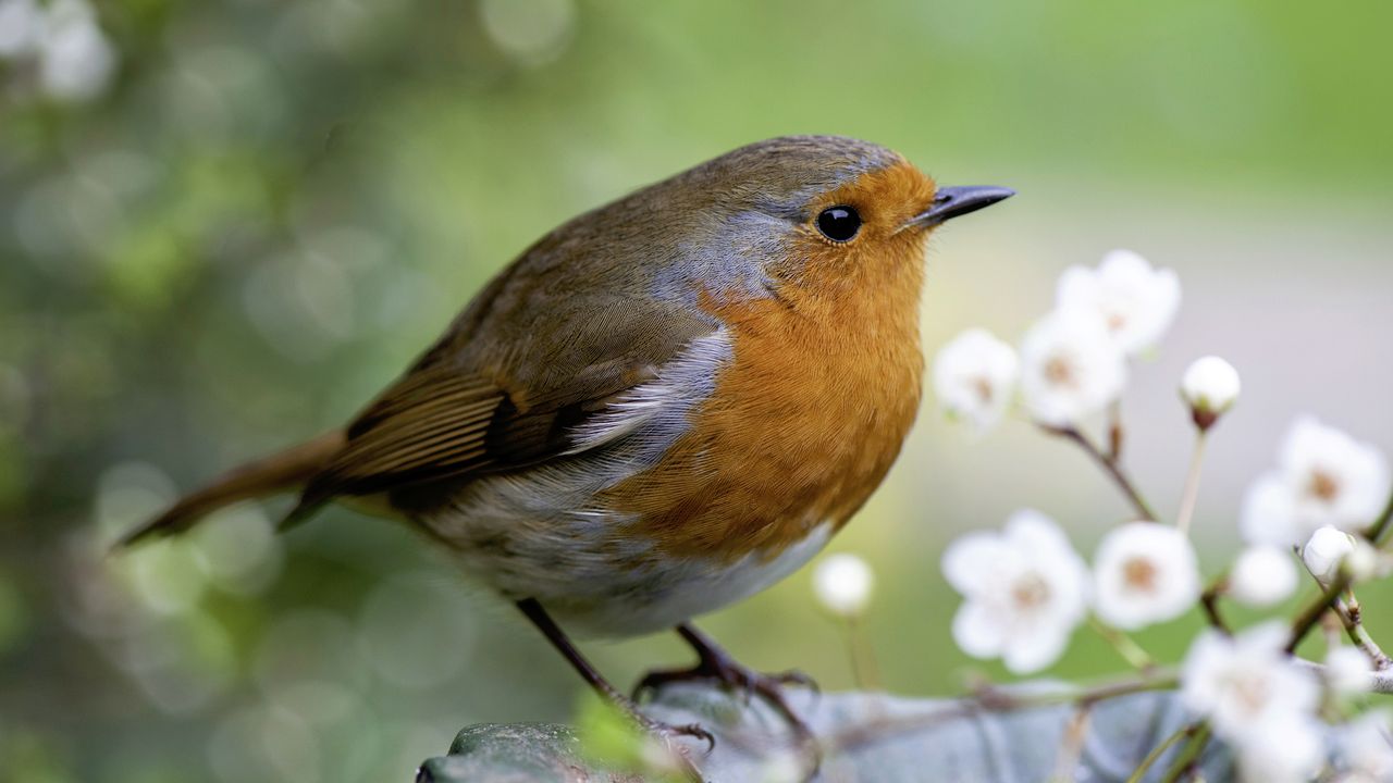 Robin bird