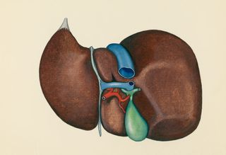 A medical illustration of the gallbladder, along with bile ducts and the vessels that feed it.