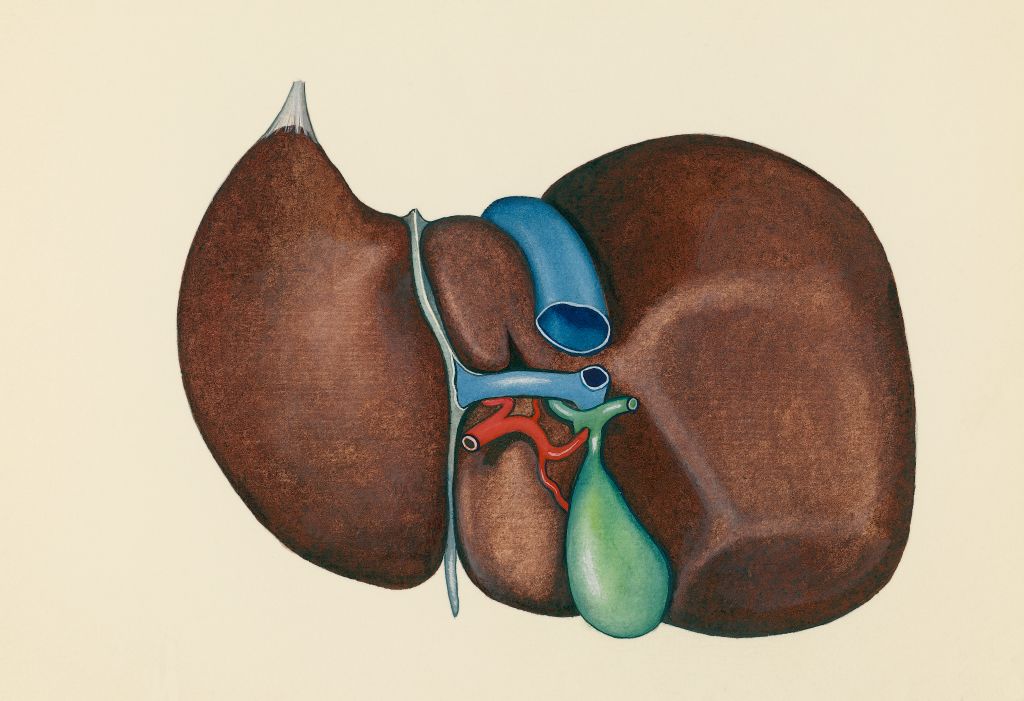 The gallbladder is a small organ nestled next to the liver that produces bile, for aiding digestion.