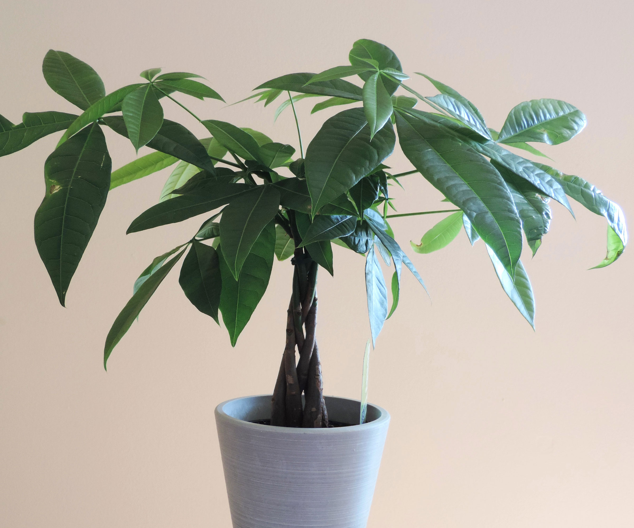 money tree growing in white ceramic pot