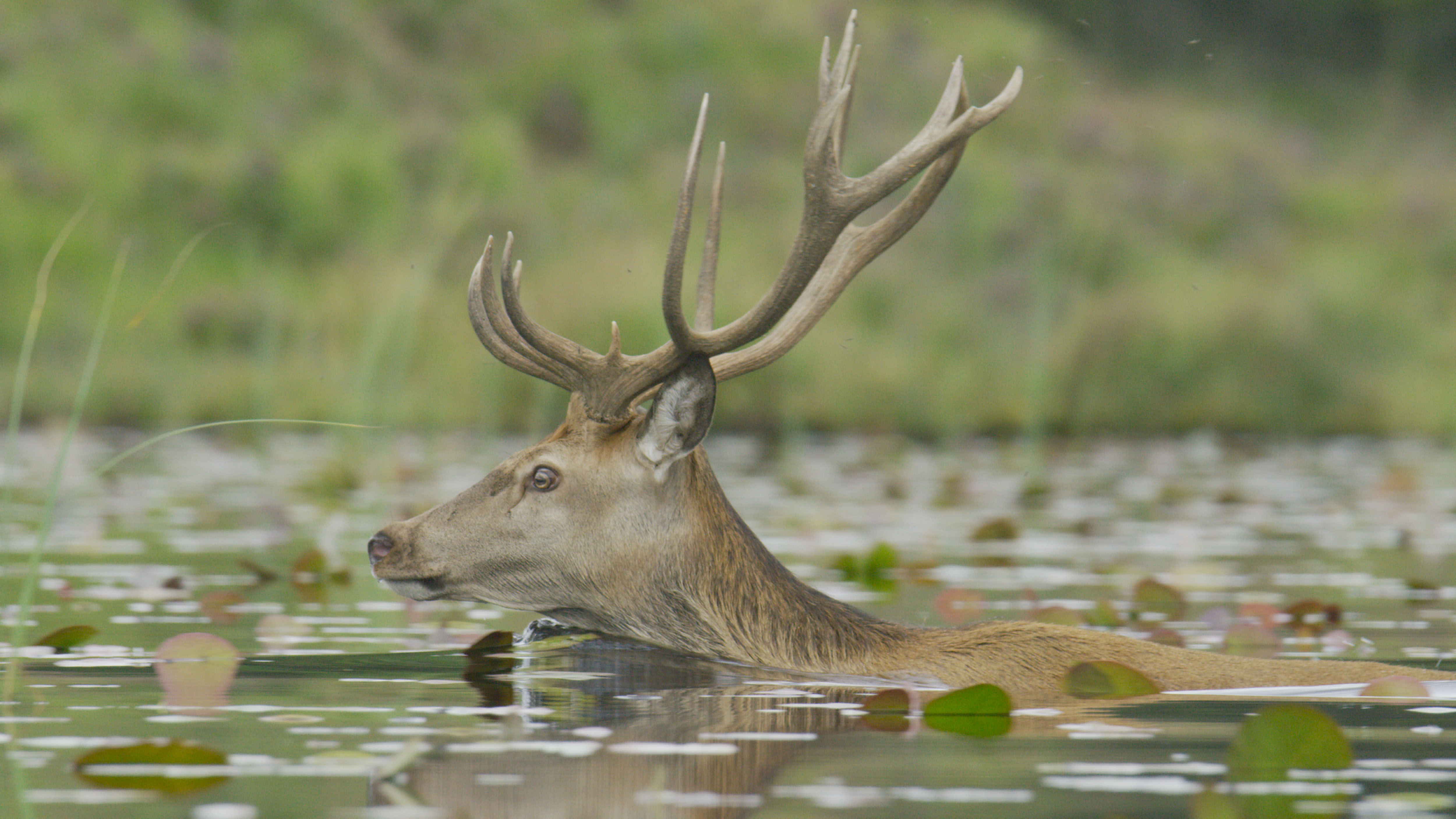 TV tonight: A red deer swims across a loch.