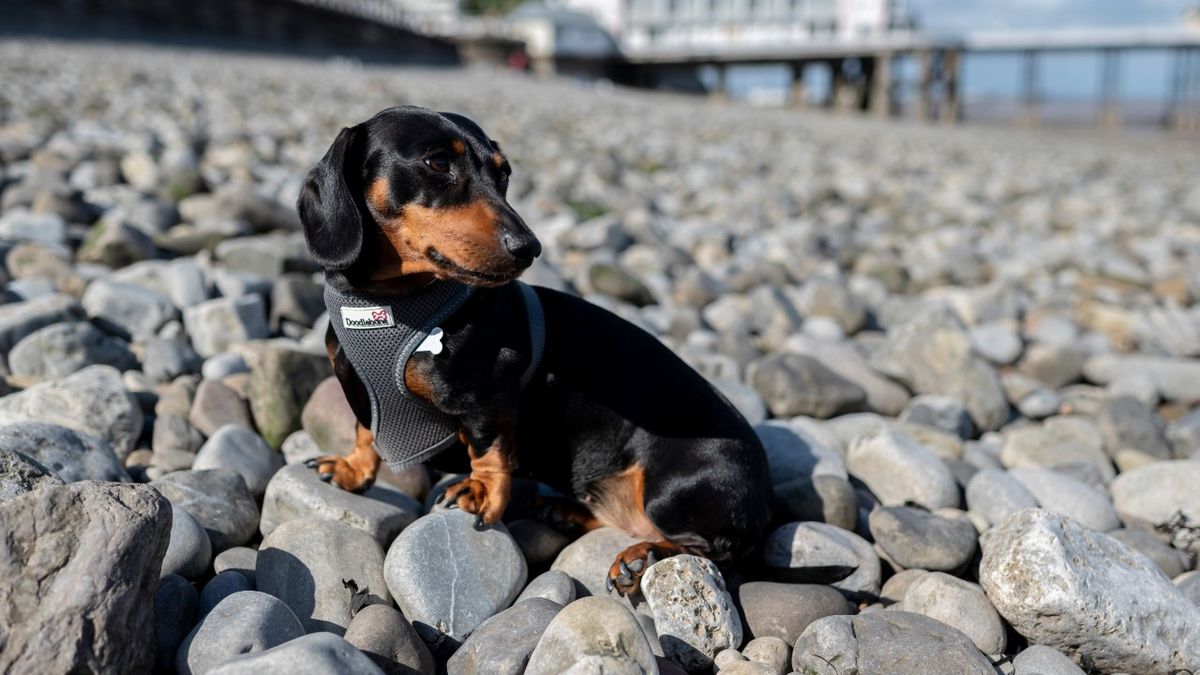 Dachshund on a beach