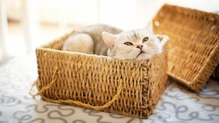 Cat sitting in a basket, one of 12 common cat behaviors