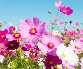 Campo di Cosmos rosa in piena fioritura sotto il sole autunnale.