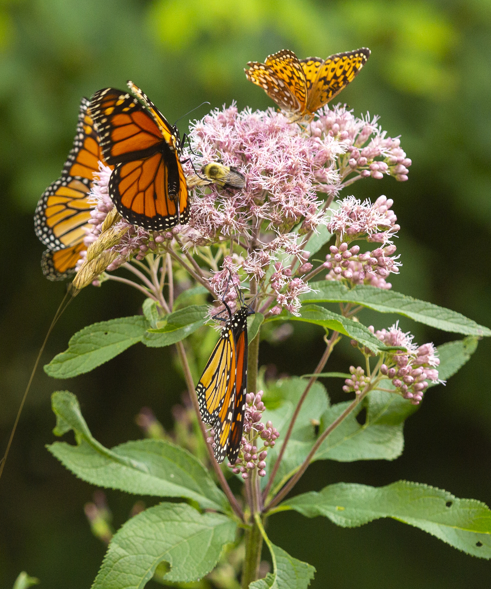 Butterflies on Joe pye weed