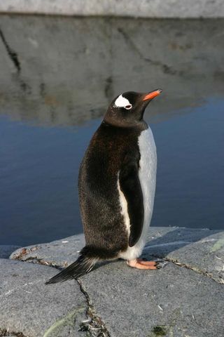 gentoo-penguin-100910-02