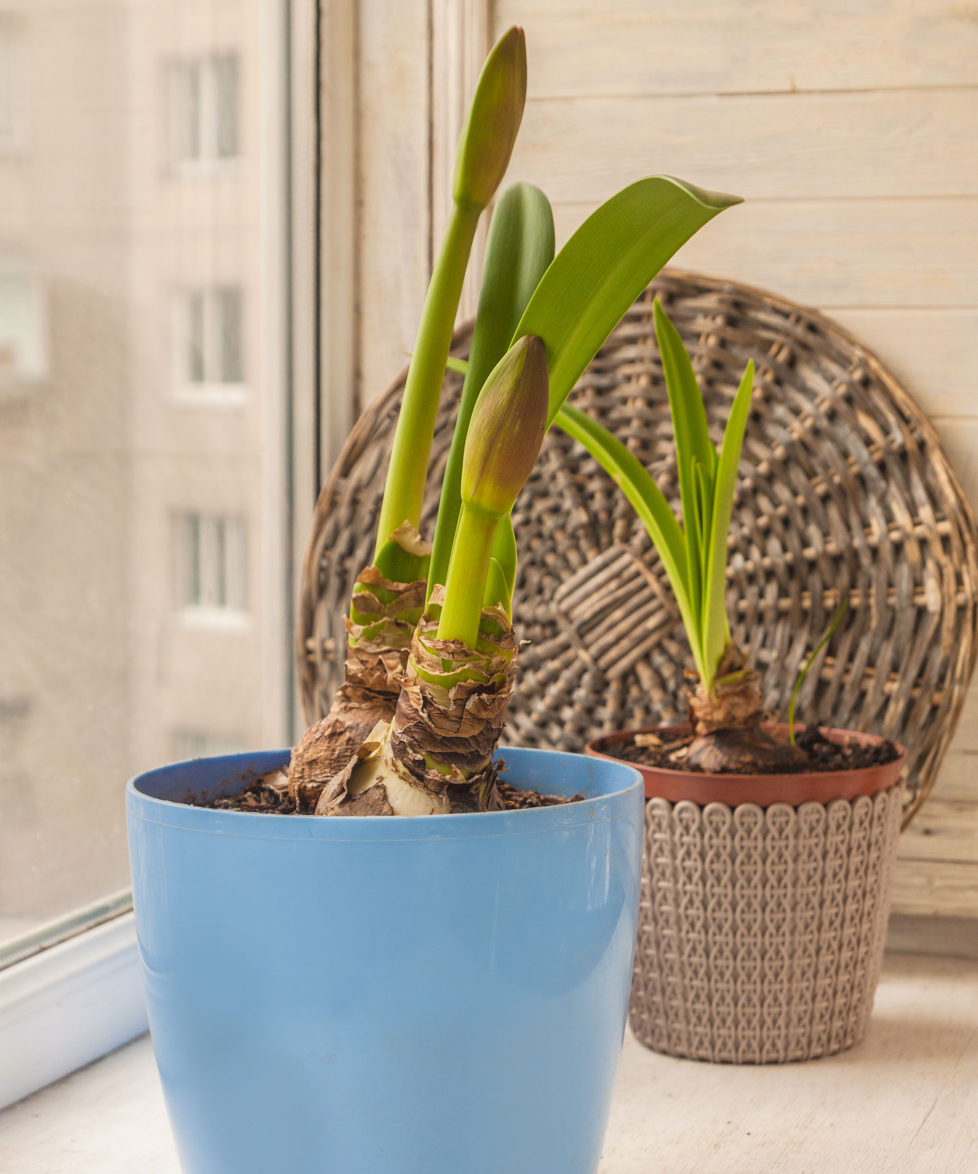 potted amaryllis showing foliage and new flower stalks