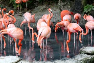 Images of flamingo