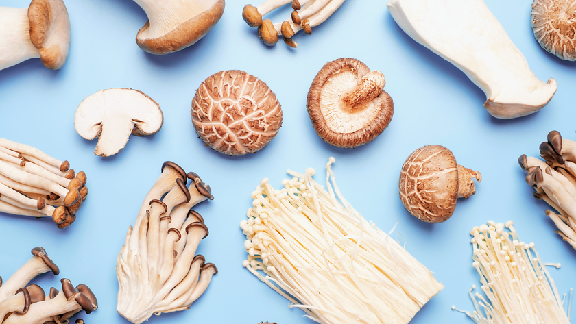 Flat lay of edible mushrooms on blue background close up.
