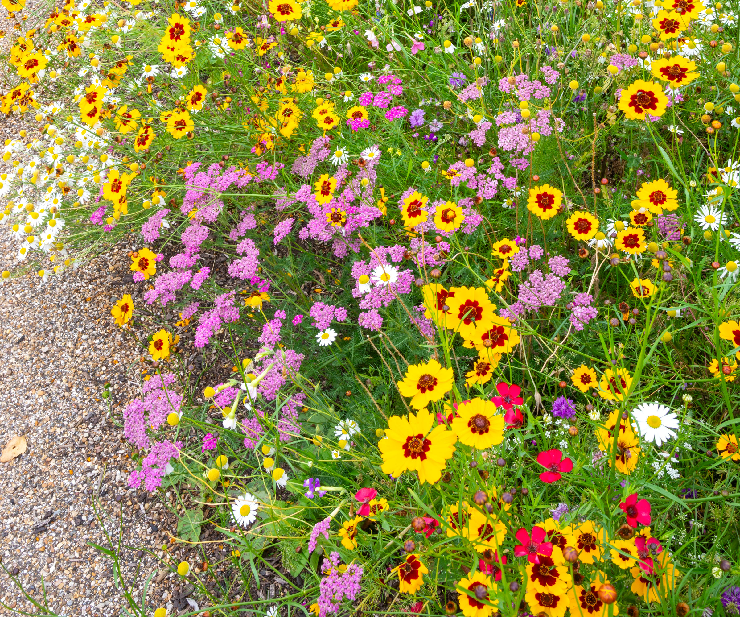 mixed wildflower planting in backyard near sandy soil