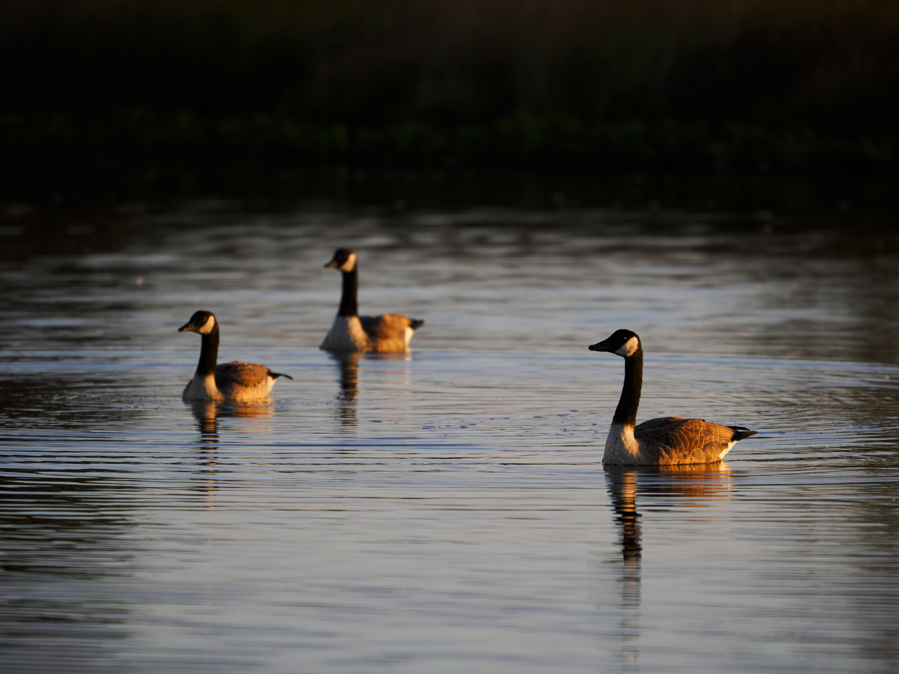 OM System 50-200mm F2.8 sample gallery: geese in water at first light