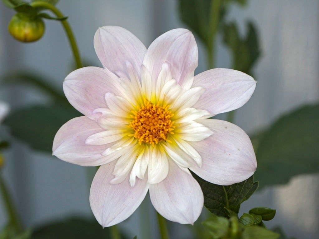 Close Up Of Single Collarette Dahlia Flower