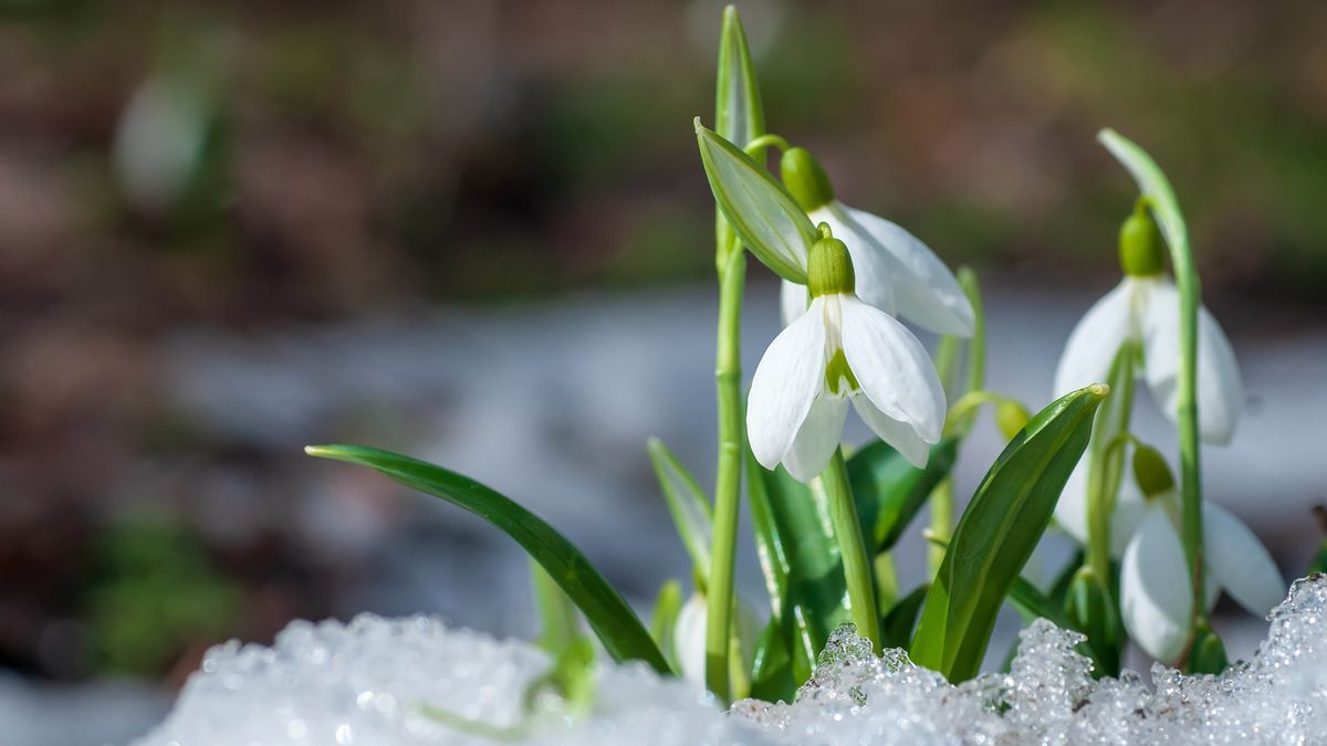 Snowdrops in the snow