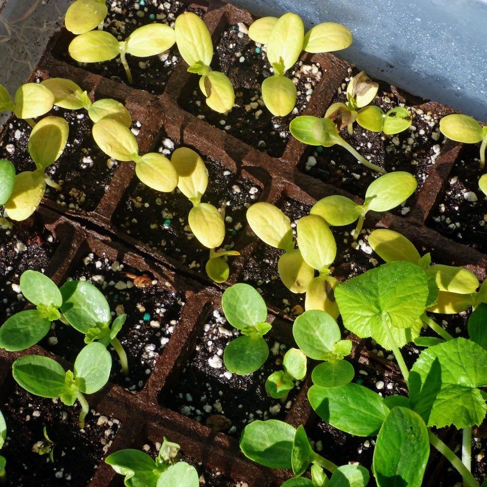 Yellow Seedlings