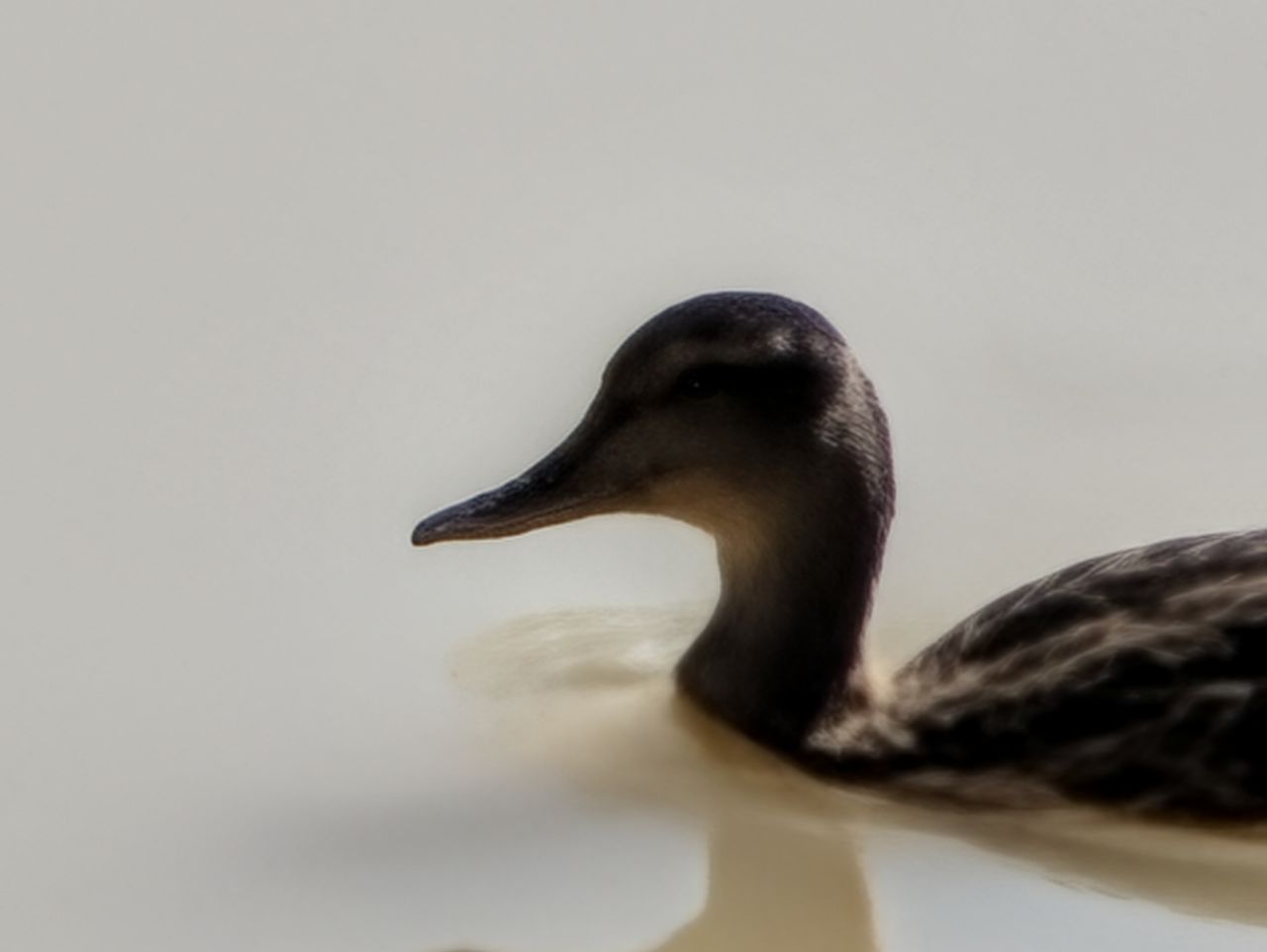 Google Pixel 11 Pro Camera Samples