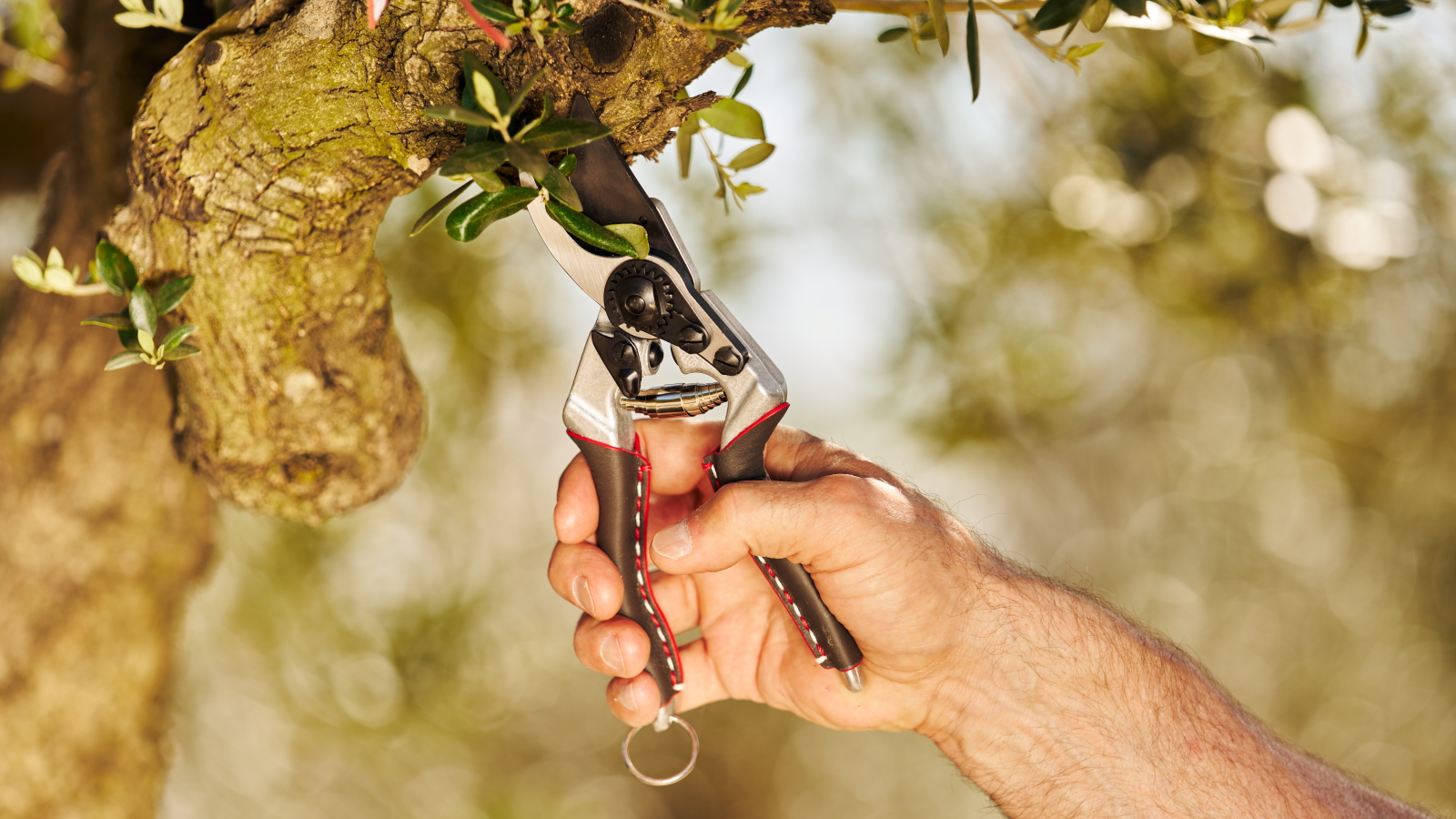 A gardener uses a pair of Felco 8 Elite pruning shears to trim a tree