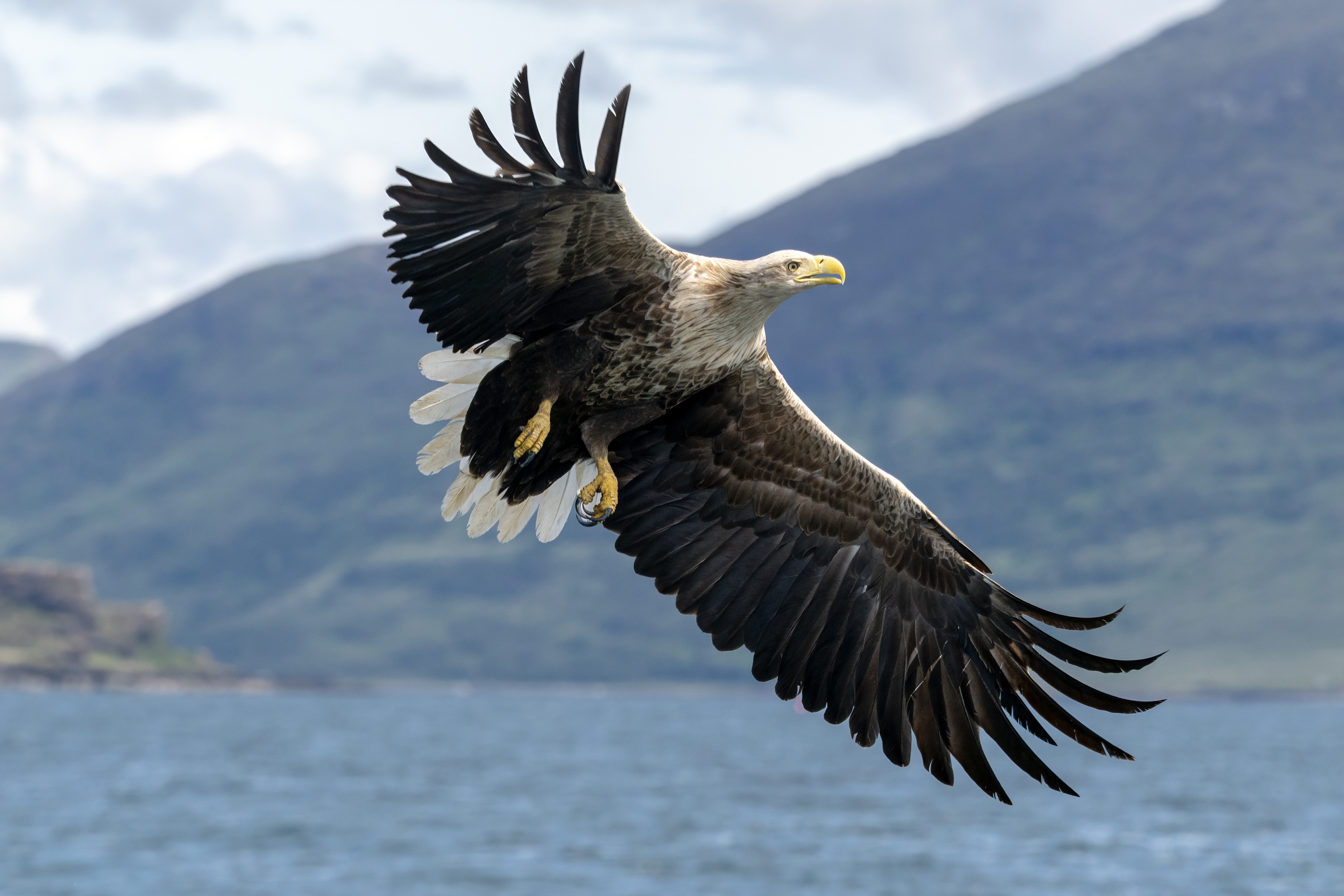 GettyImages-2218782346 White-tailed eagle — also known as a sea eagle — above the seas near the Isle of Mull 